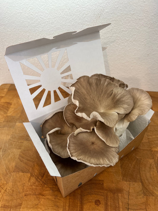 Italian Oyster Mushrooms